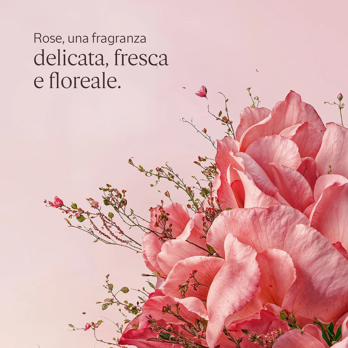 Rose Latte Corpo