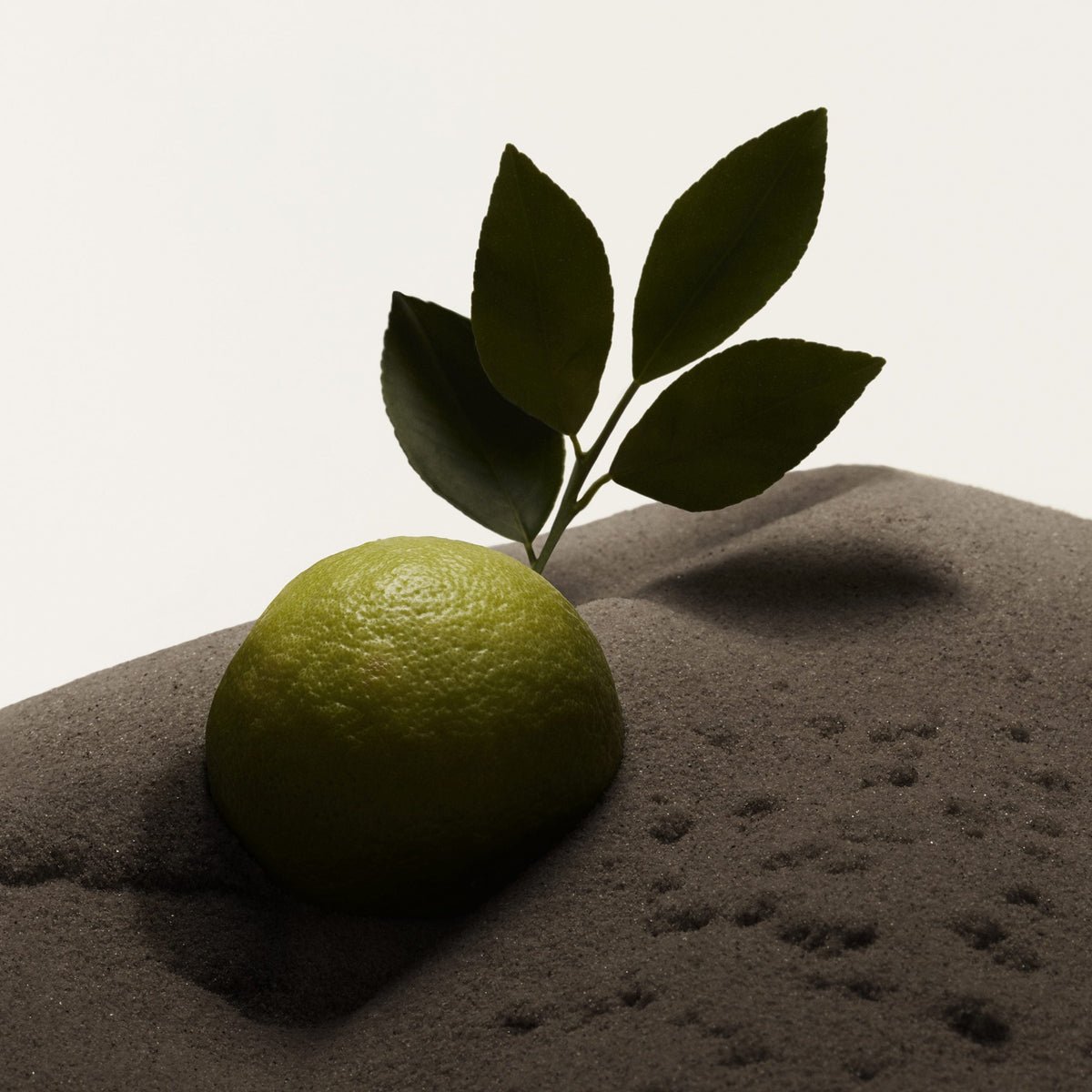 BBY_HERO_EDT_3_Ingredient_Top_Note_Bergamot_Square