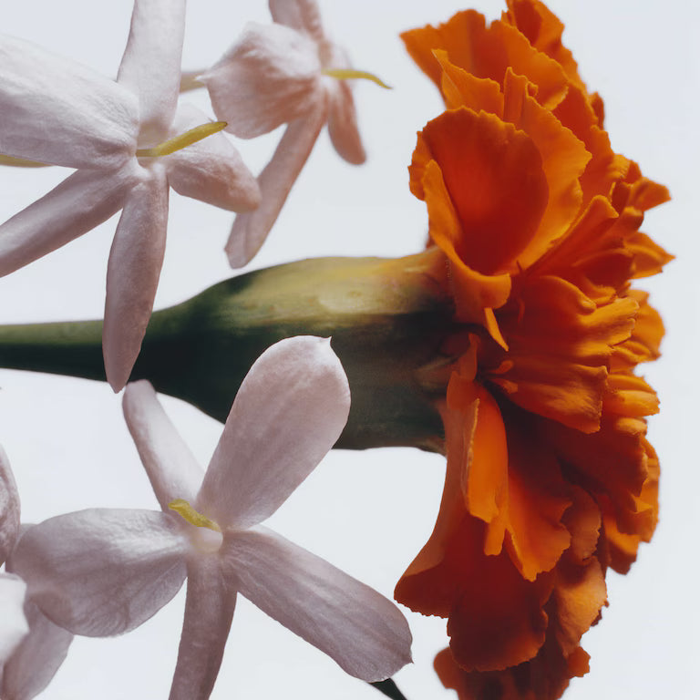 Jasmin Sambac & Marigold Cologne Intense