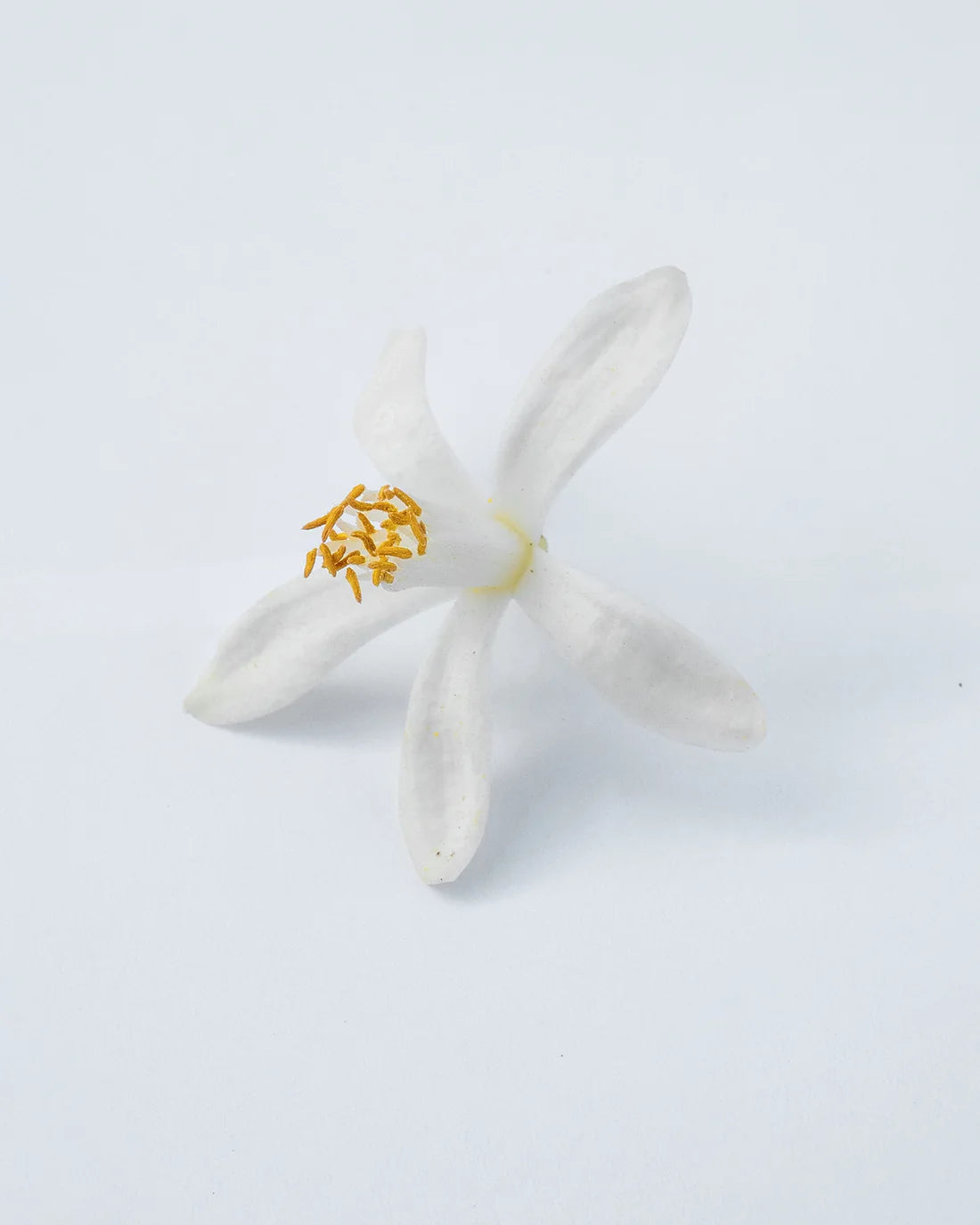 Neroli Oranger Eau de Parfum