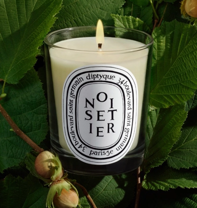 Noisetier Candela