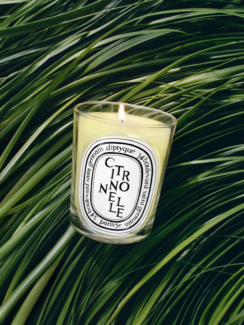 Citronnelle (Citronella) Candela