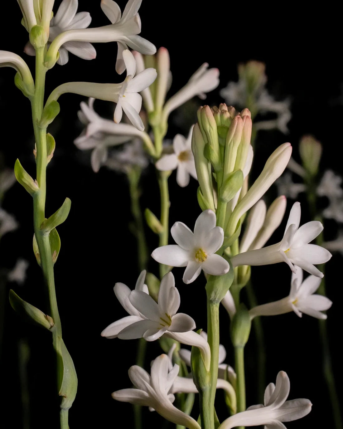 French Flower Eau de Parfum