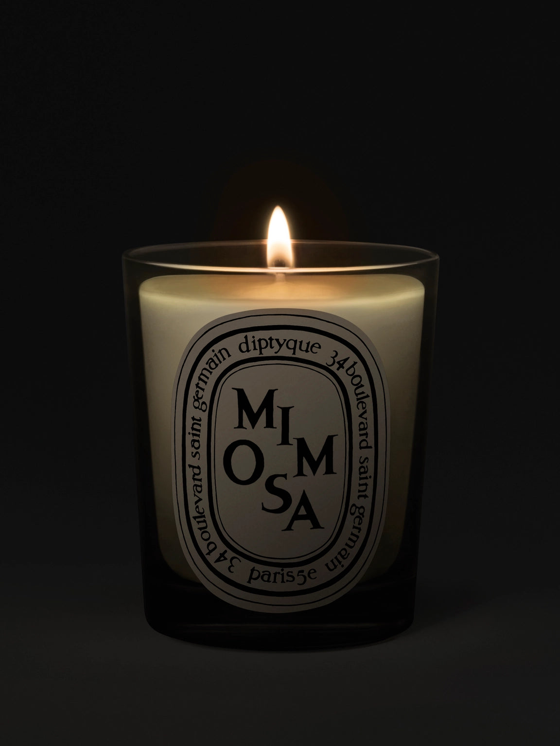 Mimosa Candela