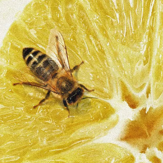 Italian Citrus Eau de Parfum