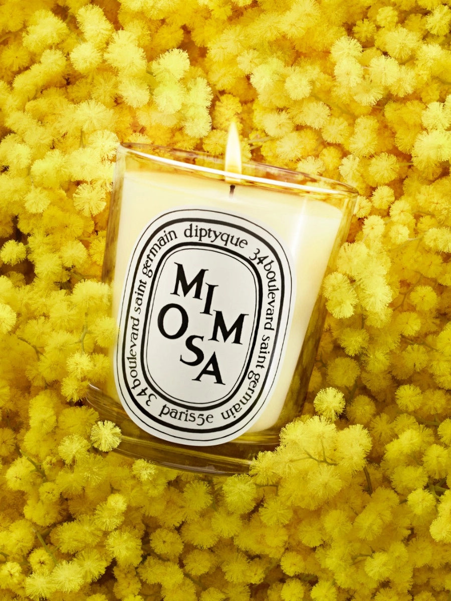 Mimosa Candela