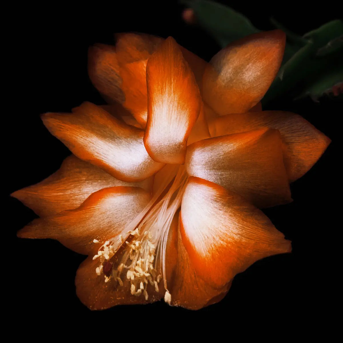 Black Saffron Absolu de Parfum