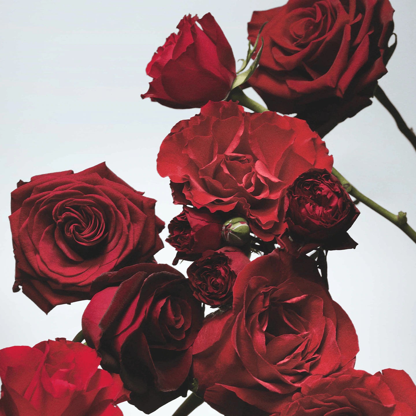 Red Roses Cologne