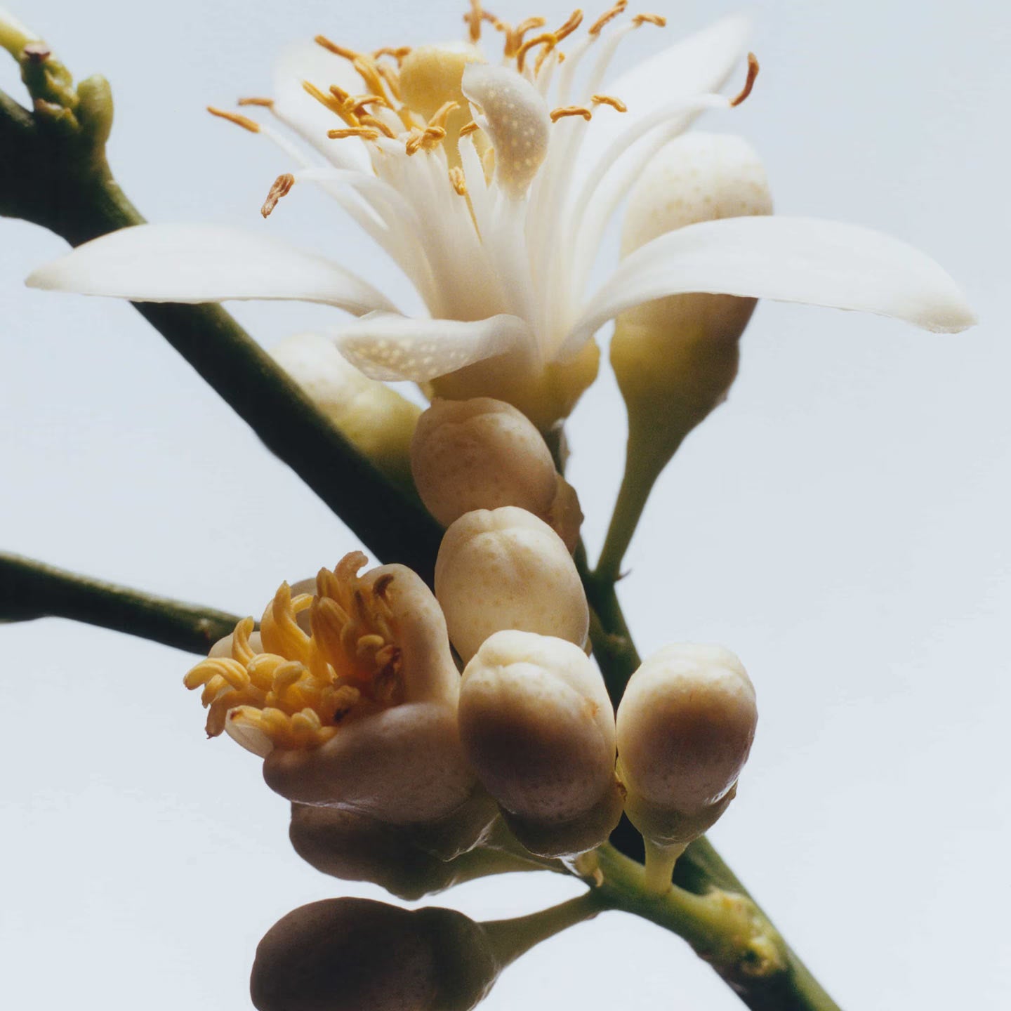 Orange Blossom Cologne