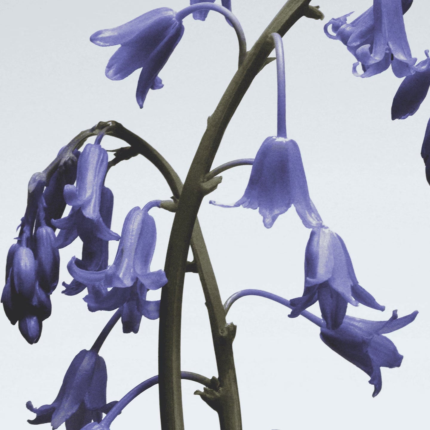 Wild Bluebell Cologne