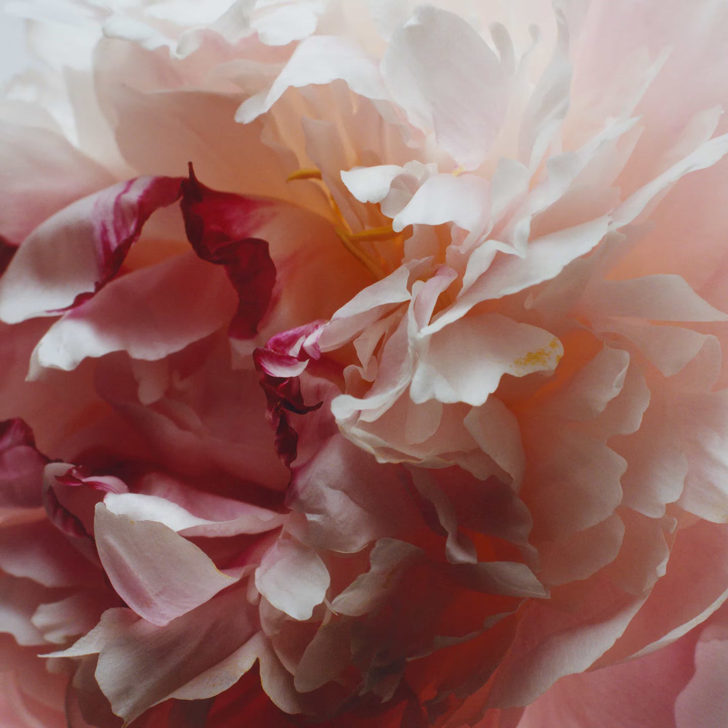 Peony & Blush Suede Candela profumata