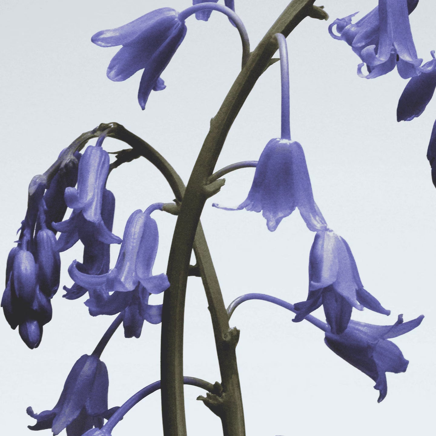 Wild Bluebell Diffusore con bastoncini