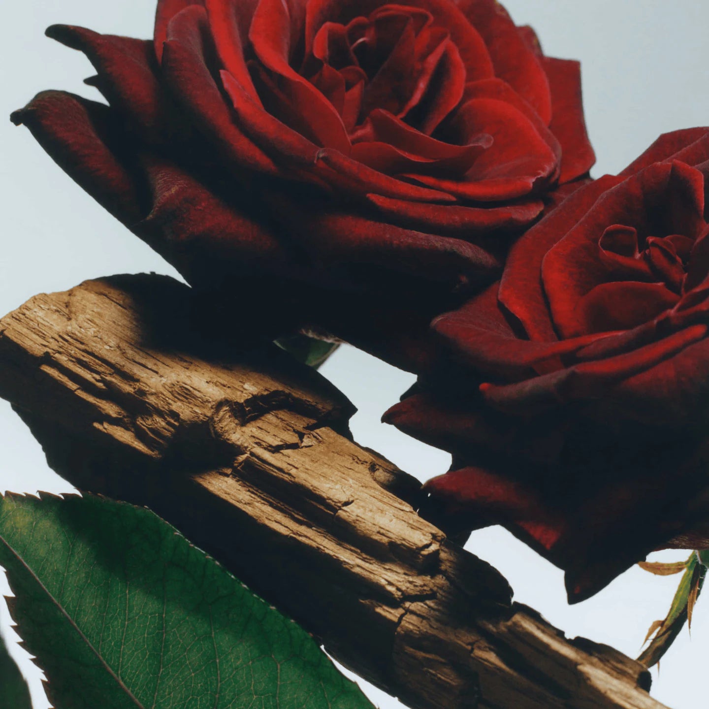 Velvet Rose & Oud Body Cream