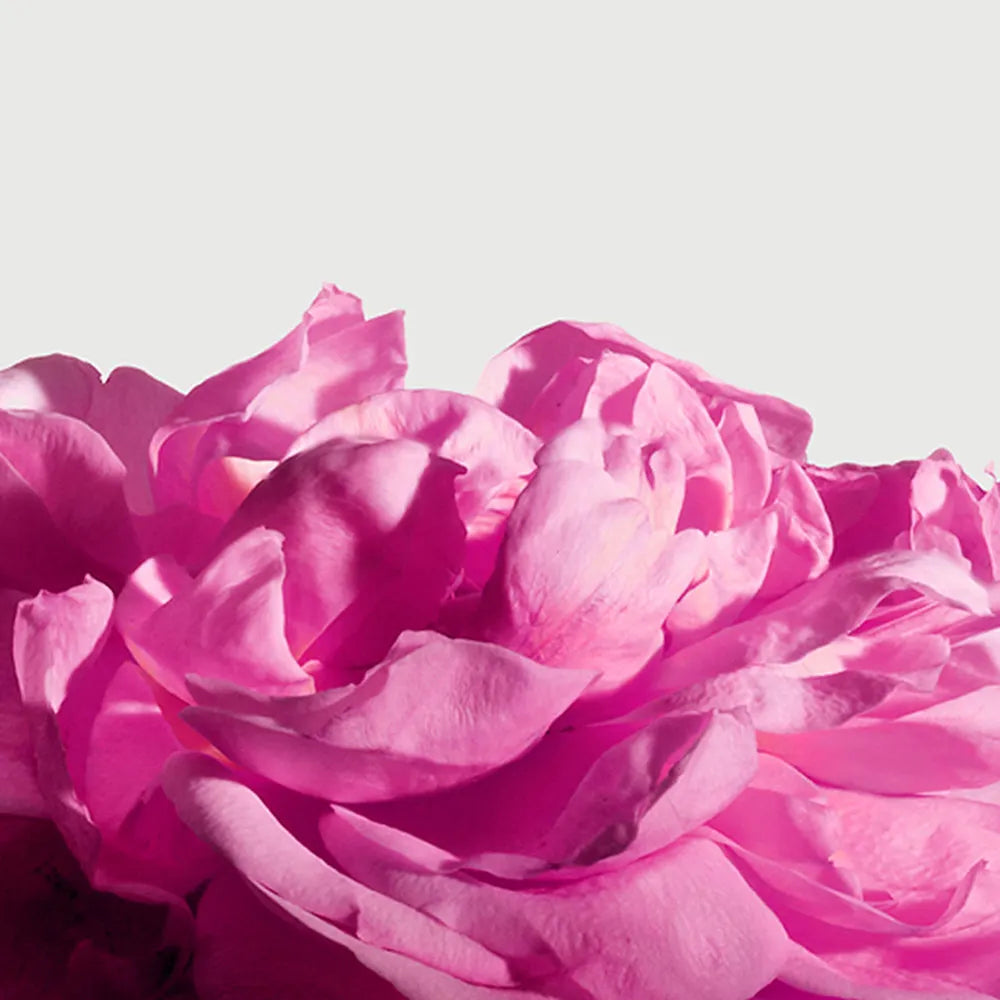 Radical Rose Eau de Parfum